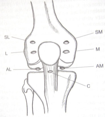 kolenní kloub – operační přístupy (schematický nákres)